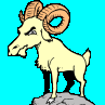 Goat